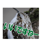 サロベツ原野のどうぶつ・野鳥②（個別スタンプ：22）