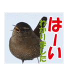 サロベツ原野のどうぶつ・野鳥②（個別スタンプ：23）