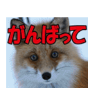 サロベツ原野のどうぶつ・野鳥②（個別スタンプ：24）