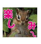 サロベツ原野のどうぶつ・野鳥②（個別スタンプ：25）
