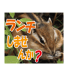 サロベツ原野のどうぶつ・野鳥②（個別スタンプ：26）
