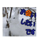 サロベツ原野のどうぶつ・野鳥②（個別スタンプ：28）
