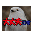 サロベツ原野のどうぶつ・野鳥②（個別スタンプ：29）