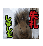 サロベツ原野のどうぶつ・野鳥②（個別スタンプ：30）