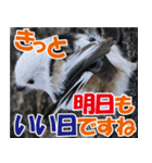 サロベツ原野のどうぶつ・野鳥②（個別スタンプ：31）