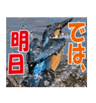 サロベツ原野のどうぶつ・野鳥②（個別スタンプ：32）