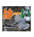 サロベツ原野のどうぶつ・野鳥②（個別スタンプ：33）