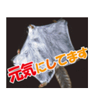 サロベツ原野のどうぶつ・野鳥②（個別スタンプ：34）