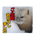 サロベツ原野のどうぶつ・野鳥②（個別スタンプ：35）