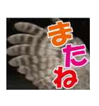 サロベツ原野のどうぶつ・野鳥②（個別スタンプ：36）