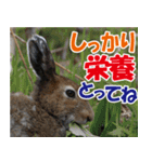 サロベツ原野のどうぶつ・野鳥②（個別スタンプ：37）