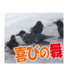 サロベツ原野のどうぶつ・野鳥②（個別スタンプ：38）