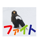 サロベツ原野のどうぶつ・野鳥②（個別スタンプ：39）