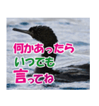 サロベツ原野のどうぶつ・野鳥②（個別スタンプ：40）