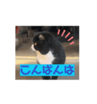 猫ちゃんのこと（個別スタンプ：1）