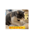 猫ちゃんのこと（個別スタンプ：2）