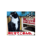 猫ちゃんのこと（個別スタンプ：6）