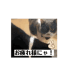 猫ちゃんのこと（個別スタンプ：8）