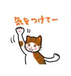 日常のハチワレ猫とキジ白ねこ（個別スタンプ：35）