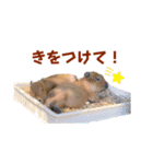【カピバラ】かぴ天スタンプPart4（個別スタンプ：24）
