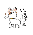 ちょびっとさぬき犬（個別スタンプ：9）