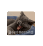 Gray cat (GIF)（個別スタンプ：1）