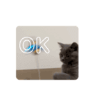 Gray cat (GIF)（個別スタンプ：5）