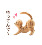 関西弁♡動くフェルト猫の家族連絡(茶トラ)（個別スタンプ：7）