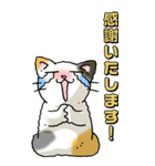 猫のスタンプ その13（個別スタンプ：29）