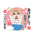 ず〜っと❤️お正月❤️かわいい猫たち（個別スタンプ：1）