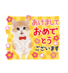 ず〜っと❤️お正月❤️かわいい猫たち（個別スタンプ：8）