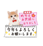 ず〜っと❤️お正月❤️かわいい猫たち（個別スタンプ：11）