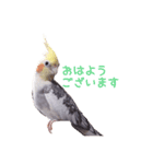 オカメインコのメル（個別スタンプ：1）
