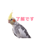 オカメインコのメル（個別スタンプ：2）