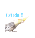 オカメインコのメル（個別スタンプ：3）