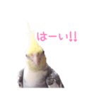 オカメインコのメル（個別スタンプ：4）