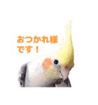オカメインコのメル（個別スタンプ：5）