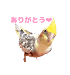 オカメインコのメル（個別スタンプ：6）