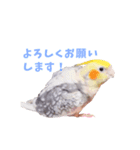 オカメインコのメル（個別スタンプ：7）