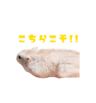オカメインコのメル（個別スタンプ：8）