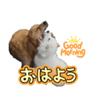 仲良しLALAとLUCA（個別スタンプ：1）
