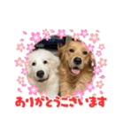 仲良しLALAとLUCA（個別スタンプ：5）