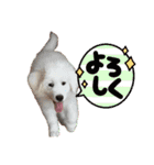 仲良しLALAとLUCA（個別スタンプ：15）