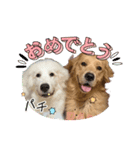 仲良しLALAとLUCA（個別スタンプ：25）