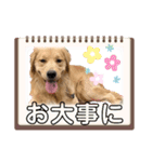 仲良しLALAとLUCA（個別スタンプ：30）