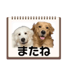 仲良しLALAとLUCA（個別スタンプ：31）