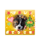 パピヨンのしのんちゃん4（個別スタンプ：1）