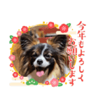 パピヨンのしのんちゃん4（個別スタンプ：3）