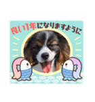 パピヨンのしのんちゃん4（個別スタンプ：4）