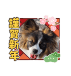 パピヨンのしのんちゃん4（個別スタンプ：5）